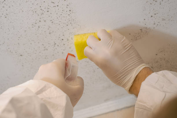 Biohazard Mold Removal in Tallulah, LA